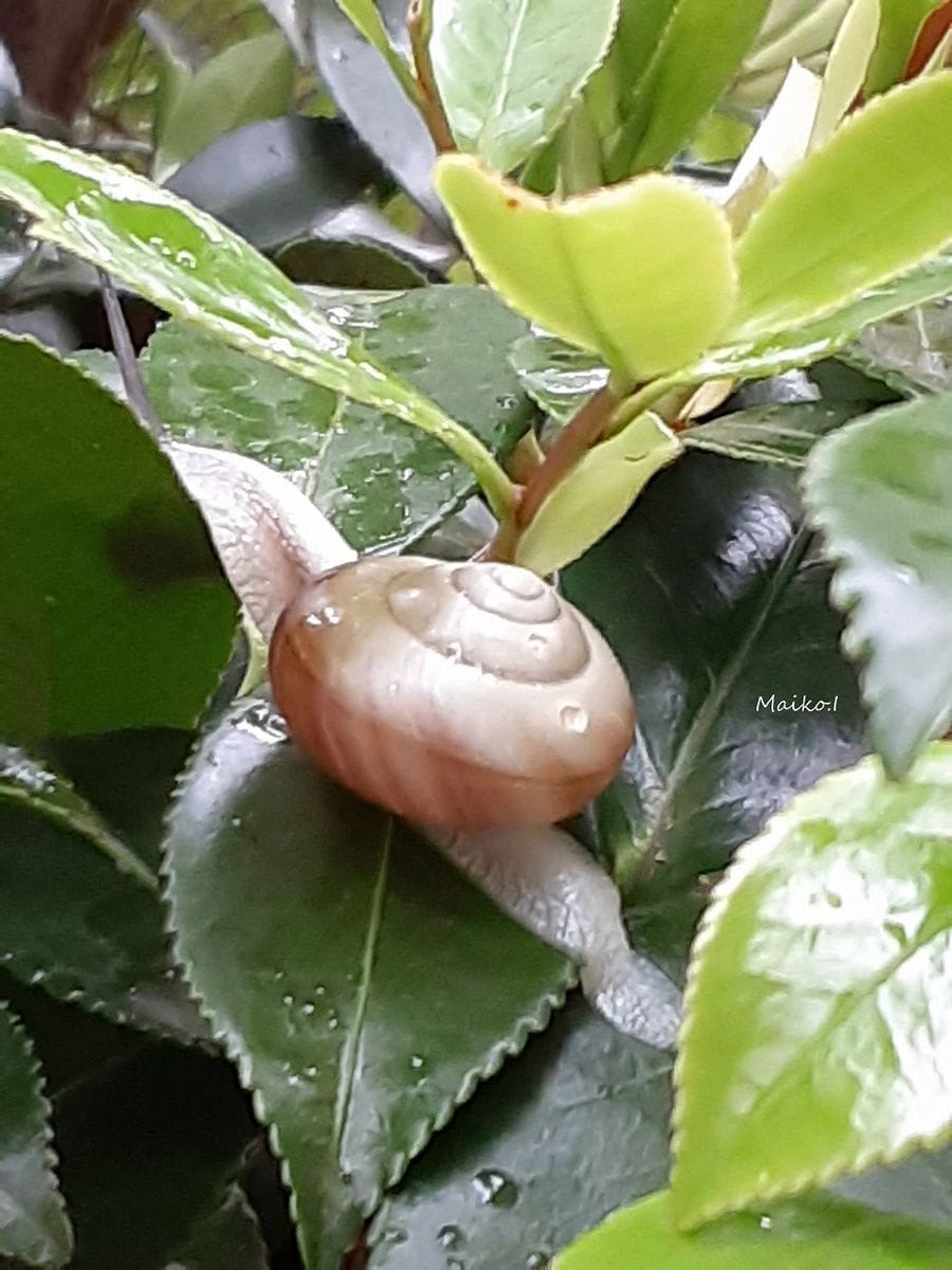 雨のそぼ降る。