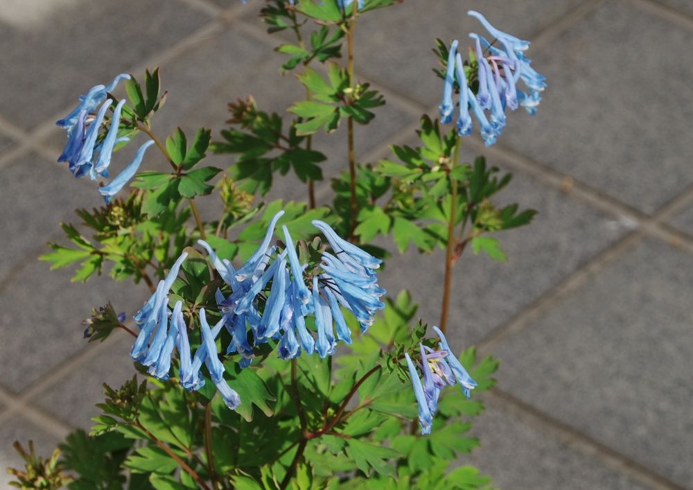 チャイナブルーの開花が進んでいます。