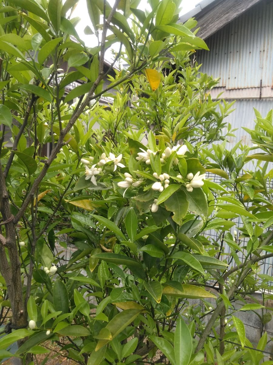 柑橘類の花　その6