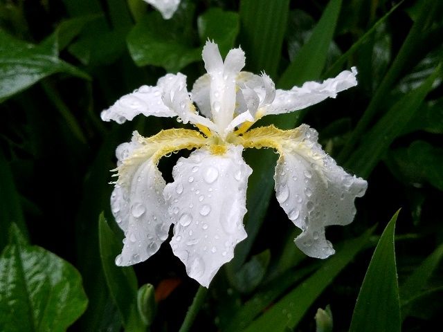 雨が似合う花