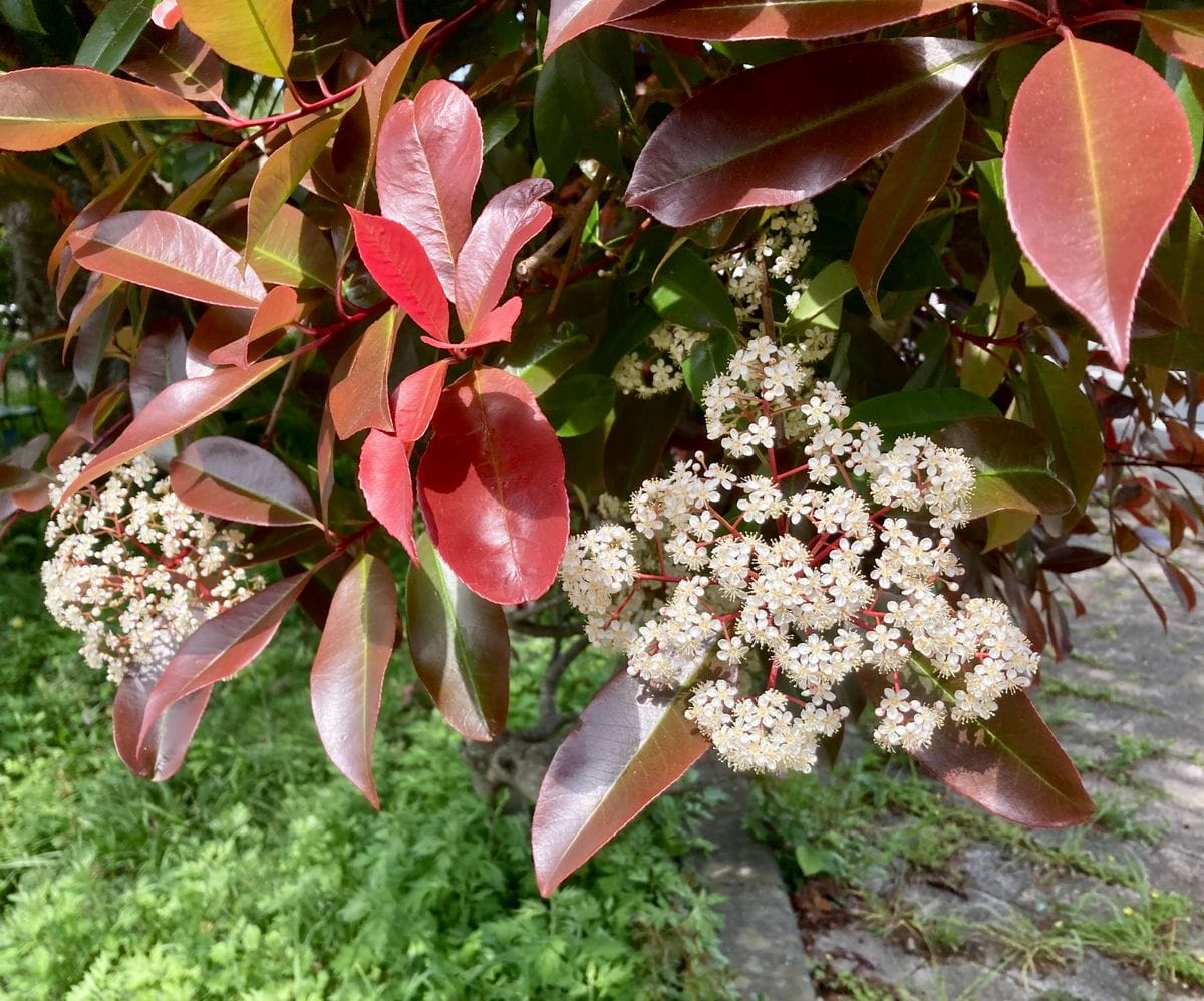  ♫駿河の国に花の香も〜①