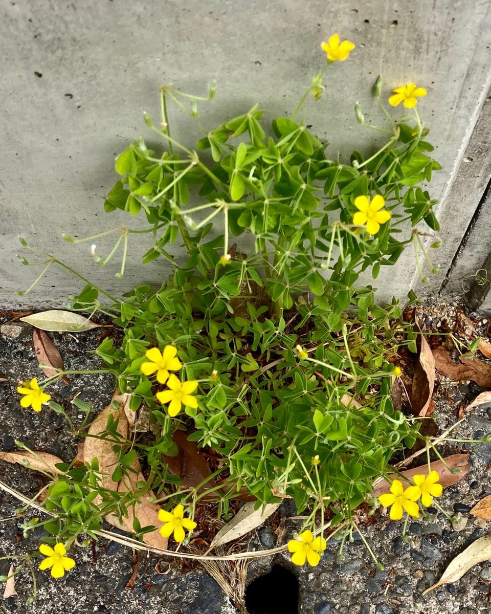  ♫駿河の国に花の香も〜①