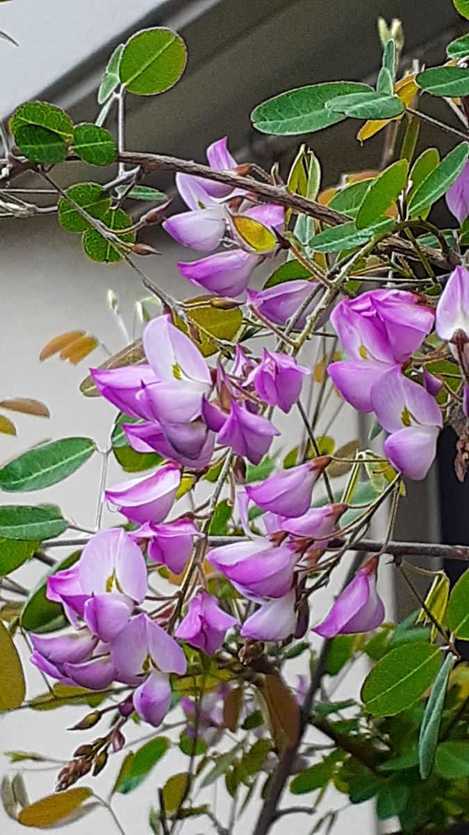 ふくおかルーバルガーデン5～春の🌸🌹🌿庭たより…雲南萩に花が戻って嬉しい開花～💕