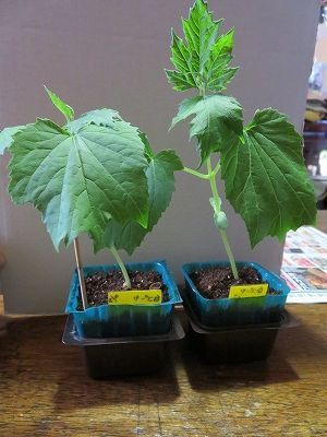 実生のゴーヤ苗・・植える場所が空かない！