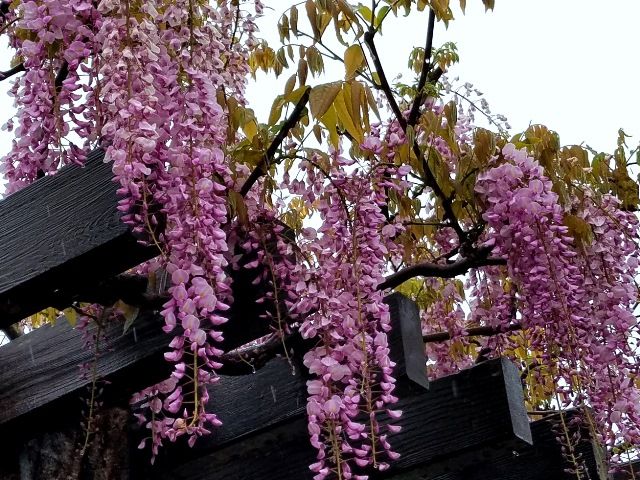 小さな公園のフジ