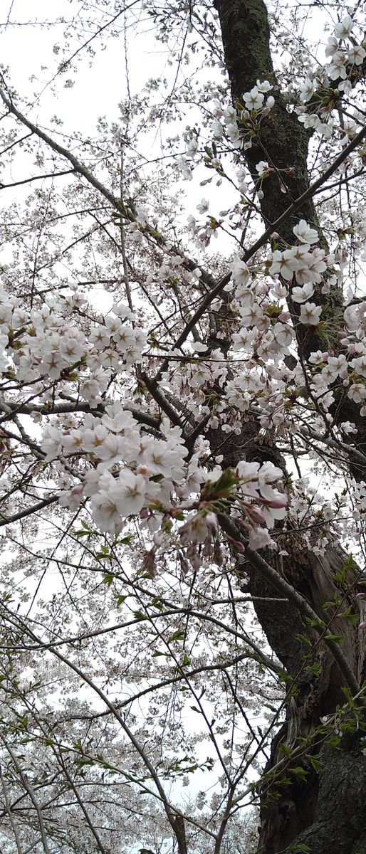 お出かけ先で見かけた花④