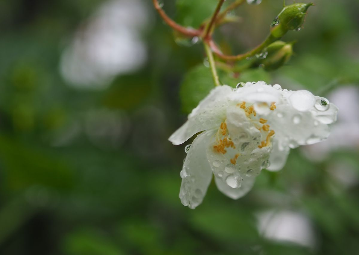 雨降りのバラ