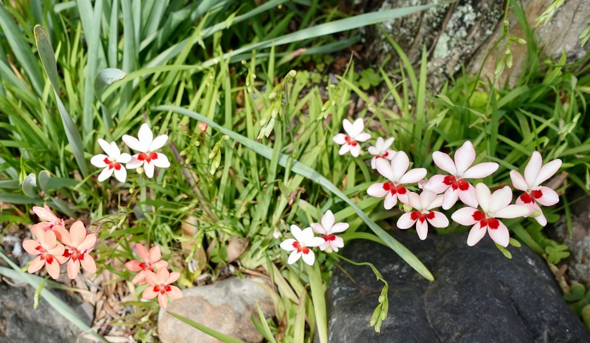   ♫駿河の国に花の香も〜②