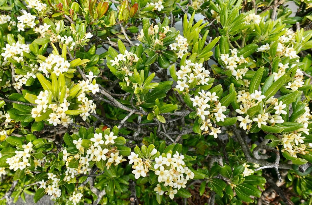   ♫駿河の国に花の香も〜②