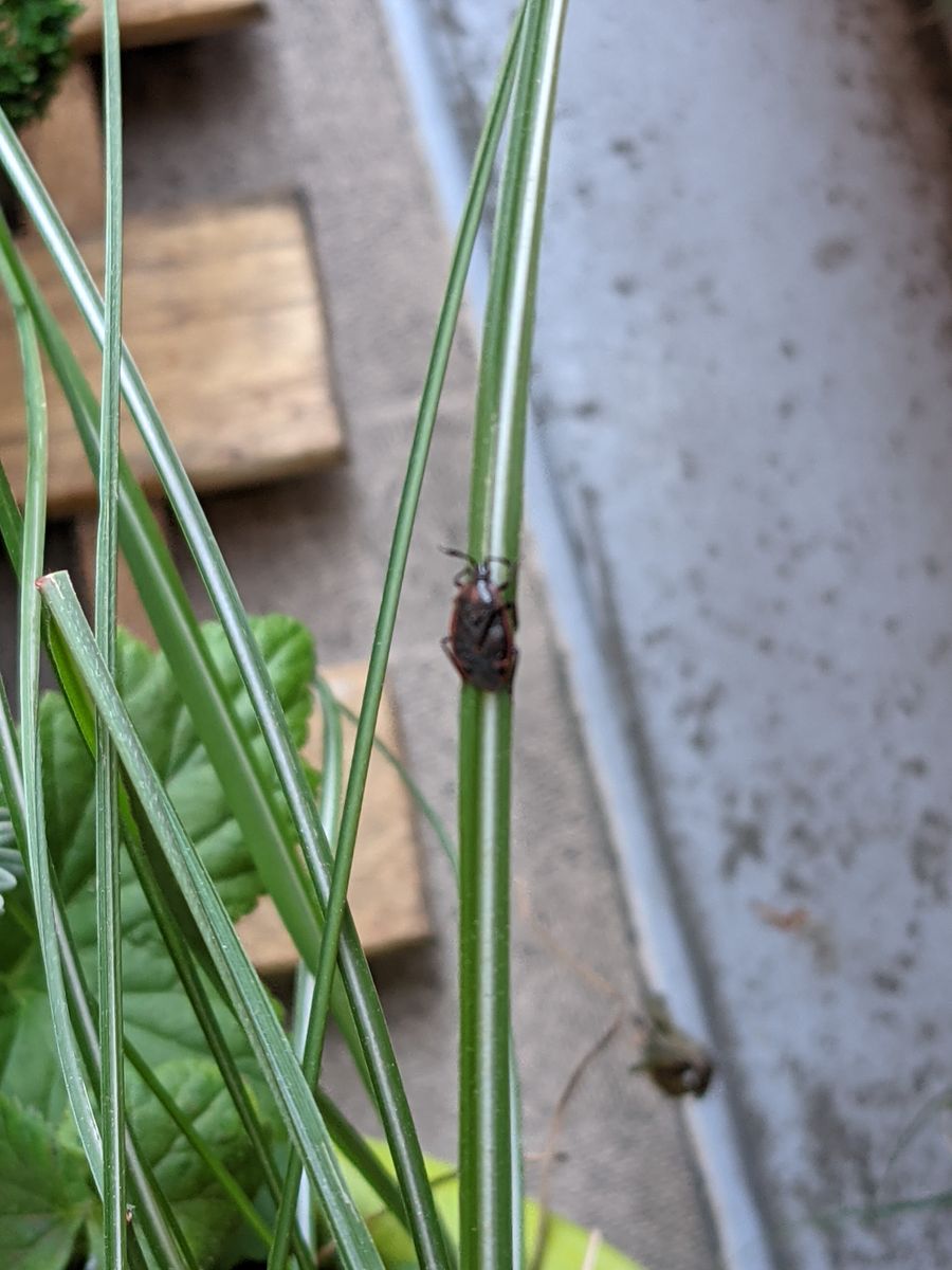 西のベランダで思案中