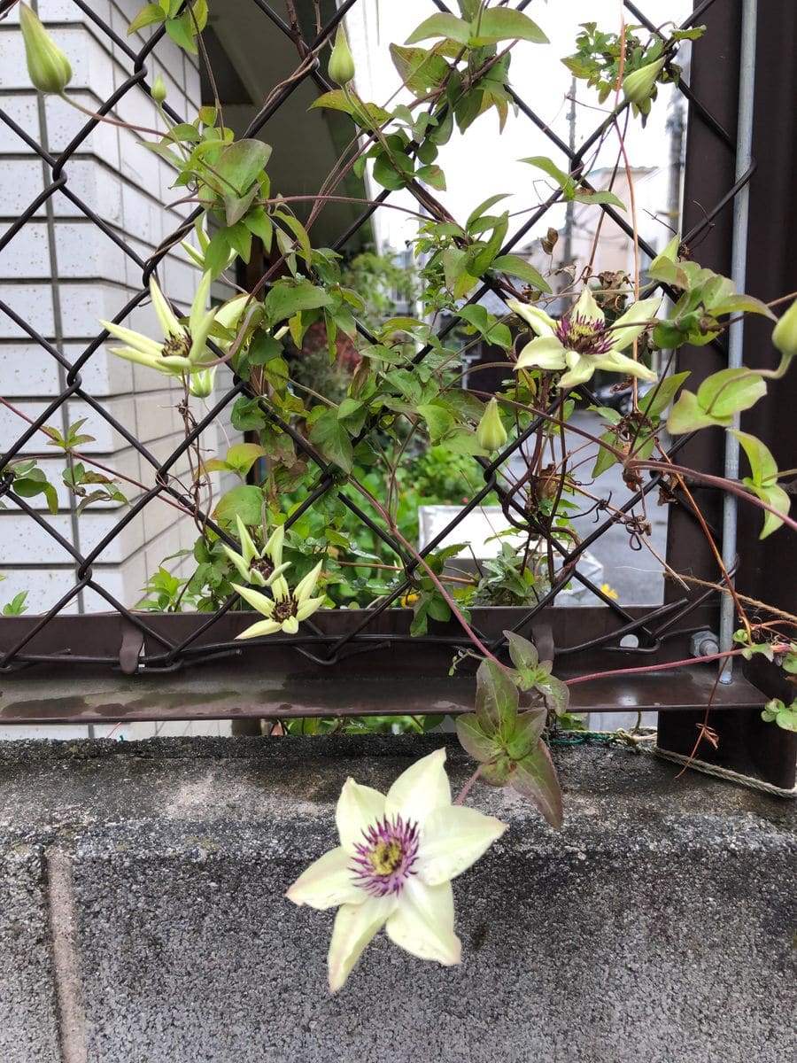 ワクチン申込に3時間