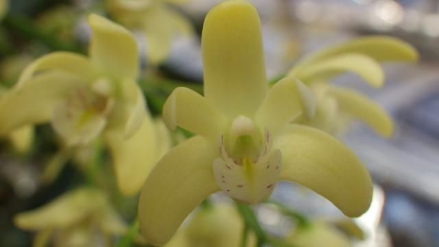 Den.speciosum×gracilicaule