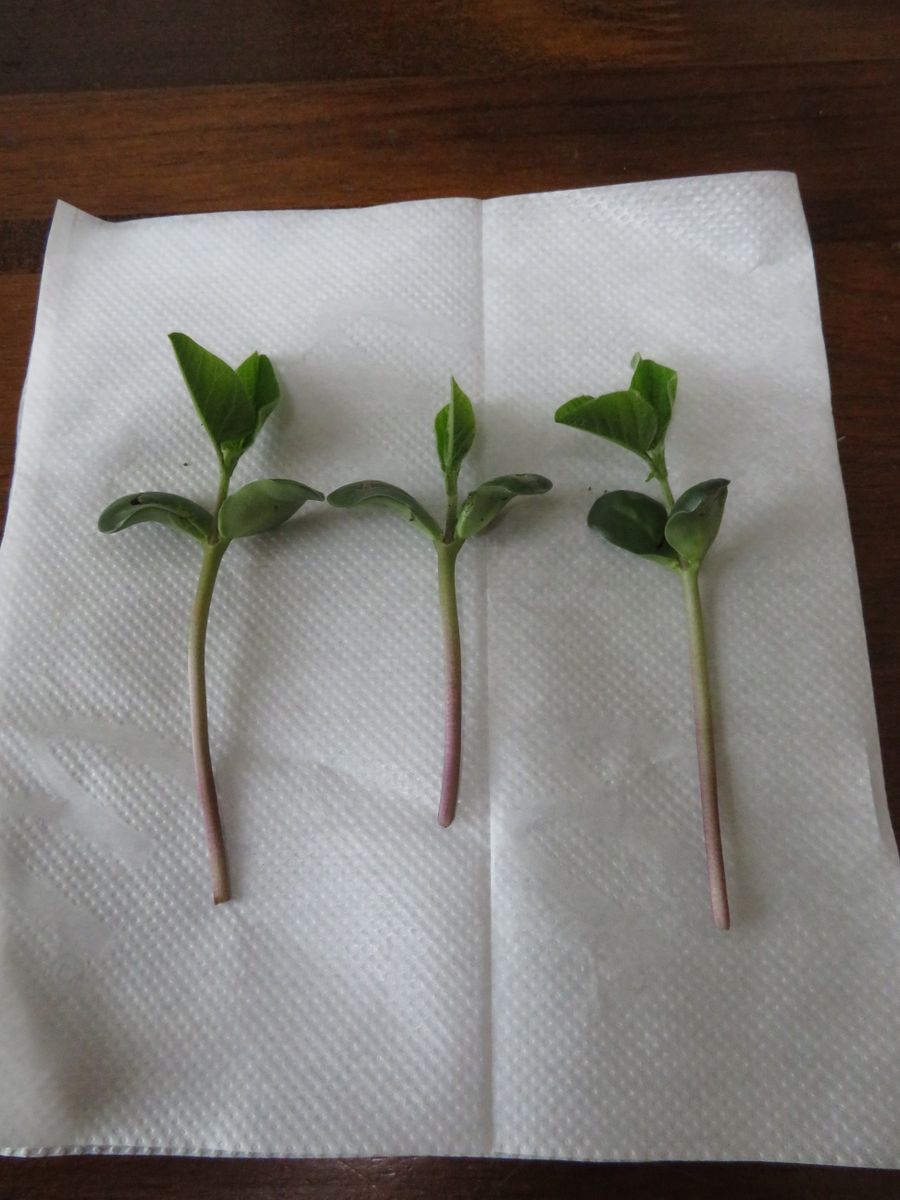 今日の菜園：枝豆も断根挿し芽にチャレンジ