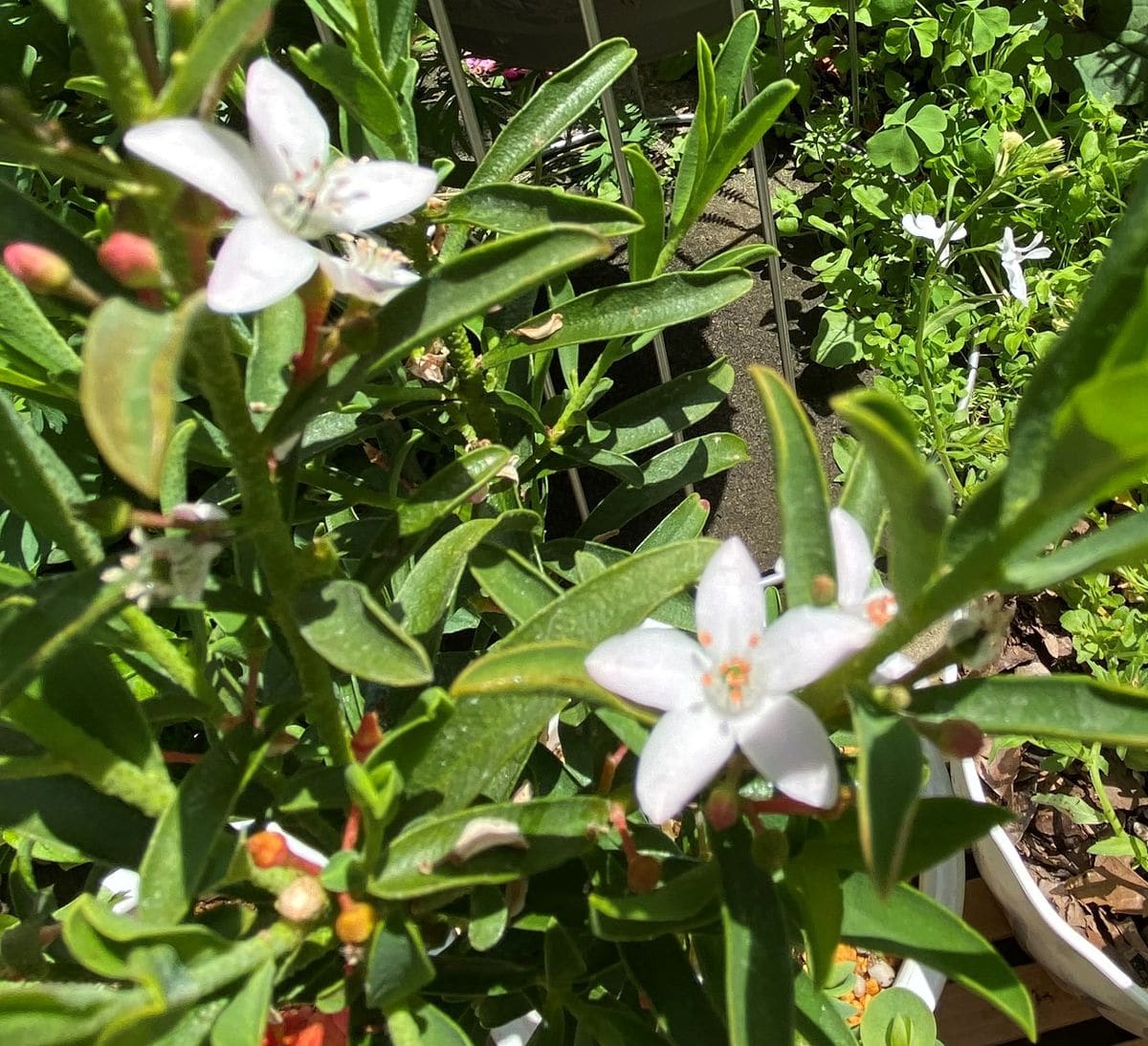 夏のお花