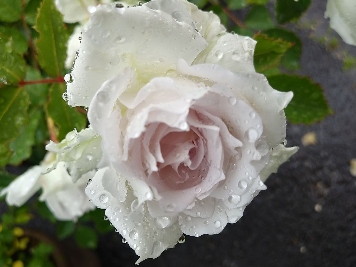 雨の中の薔薇✨ガフリエル達