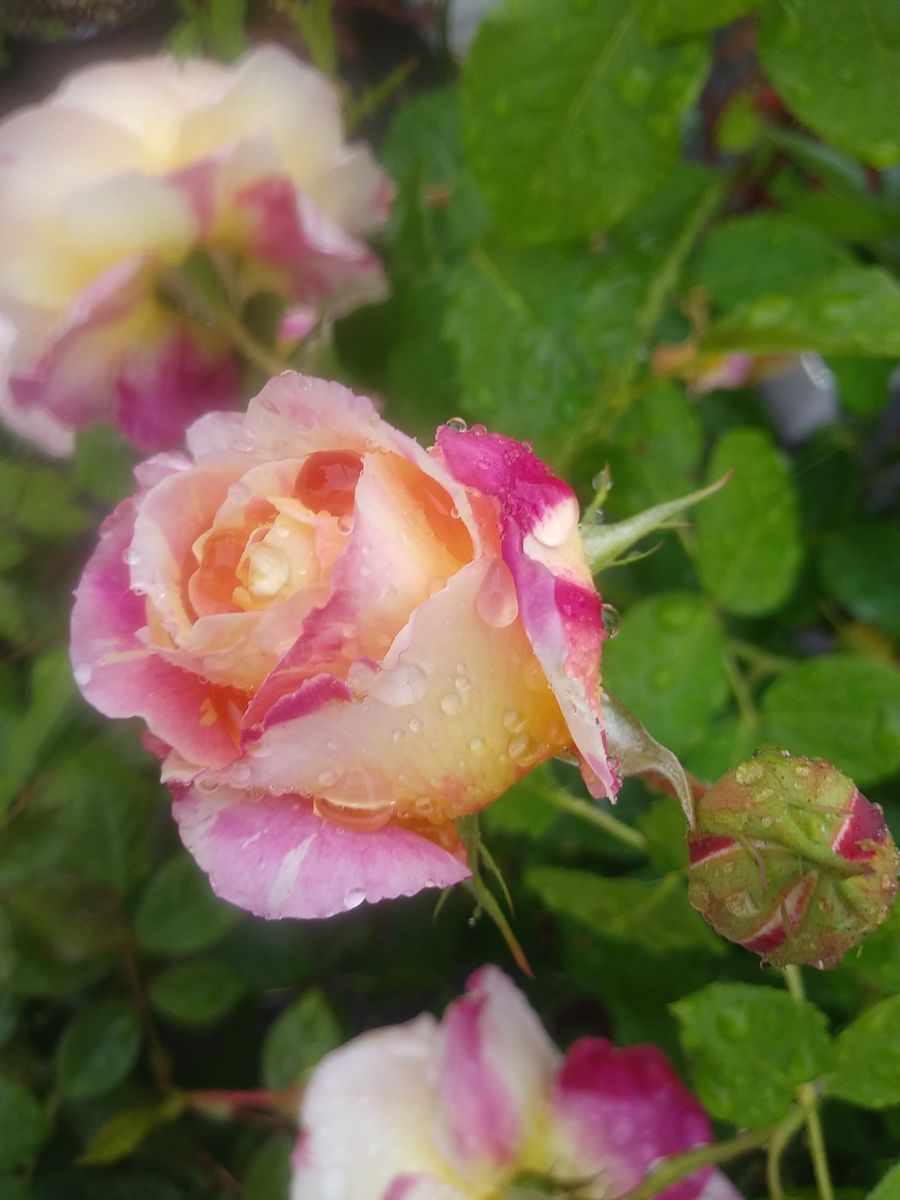 雨の中の薔薇✨ガフリエル達