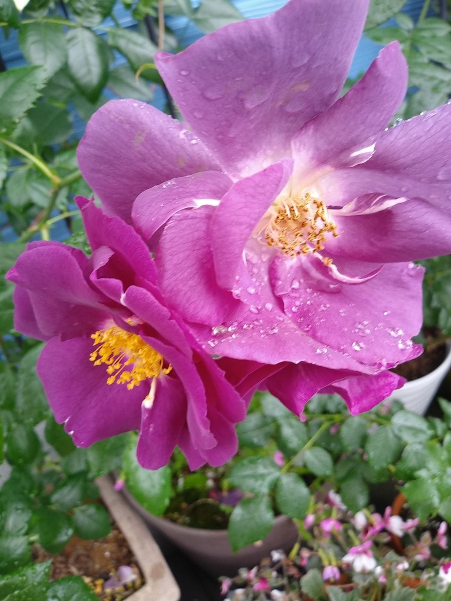 雨の中の薔薇✨ガフリエル達