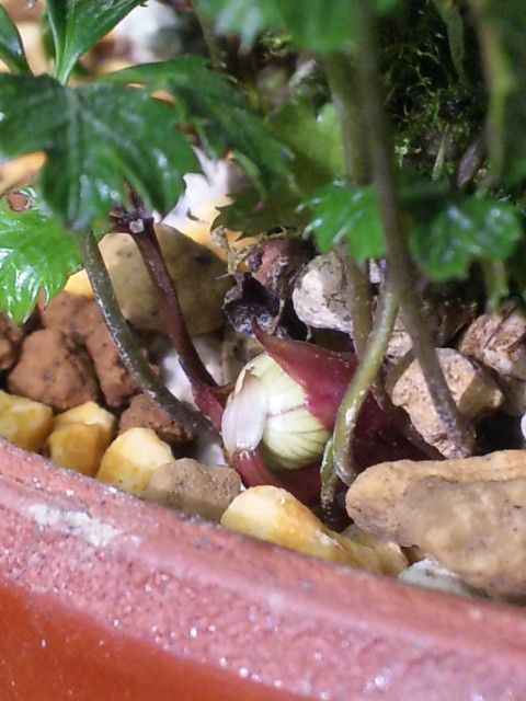 セツブンソウの種 発芽♪