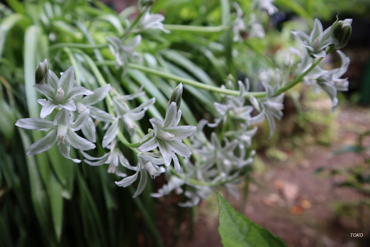 今時咲いてる花…その1（オーニソガラム）