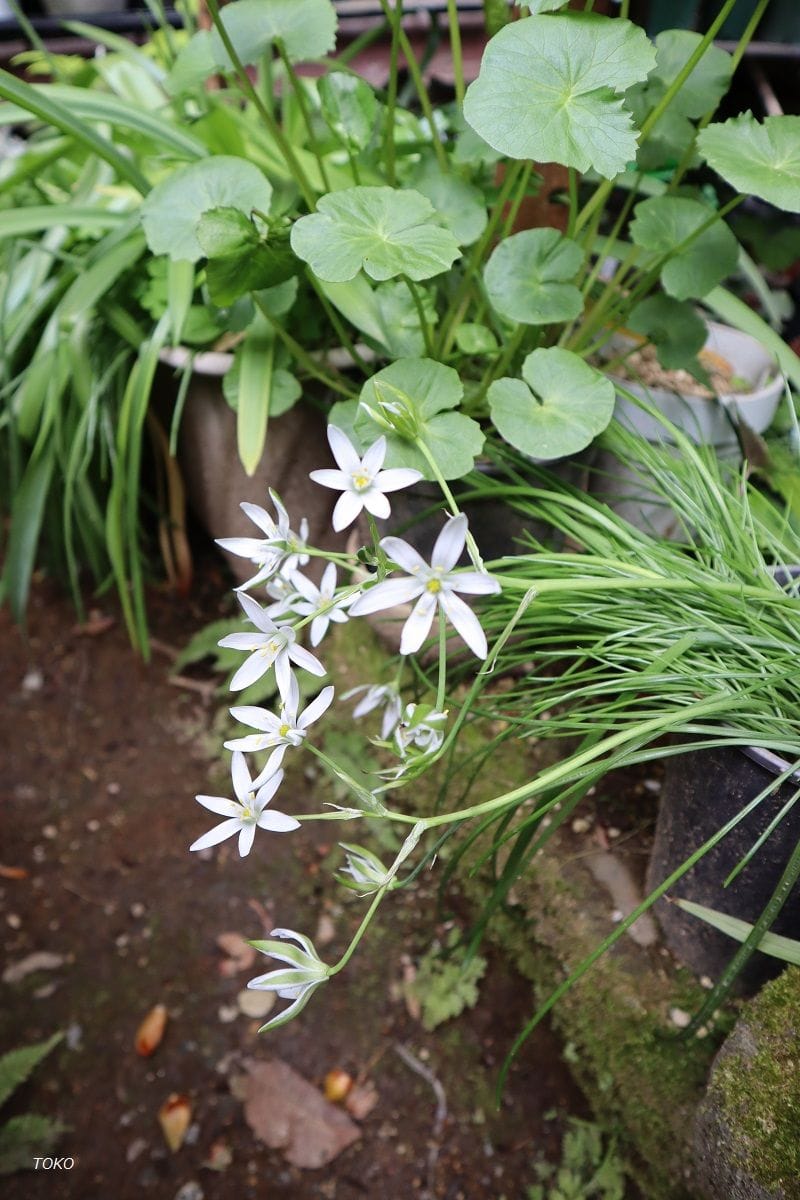 今時咲いてる花…その1（オーニソガラム）