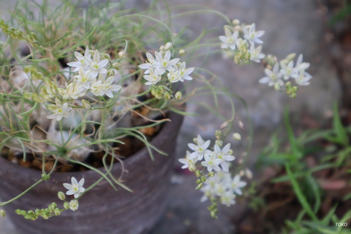 今時咲いてる花…その1（オーニソガラム）