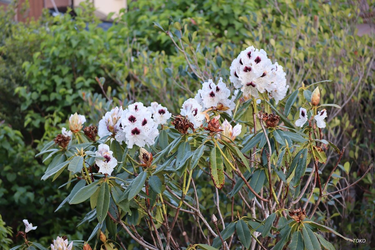 今時咲いてる花…その４（西洋シャクナゲ他）