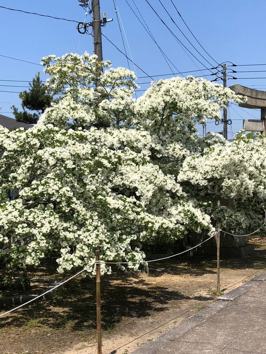 なんじゃもんじゃ