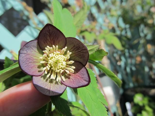 クロアチカス２番花は梅のようなお花