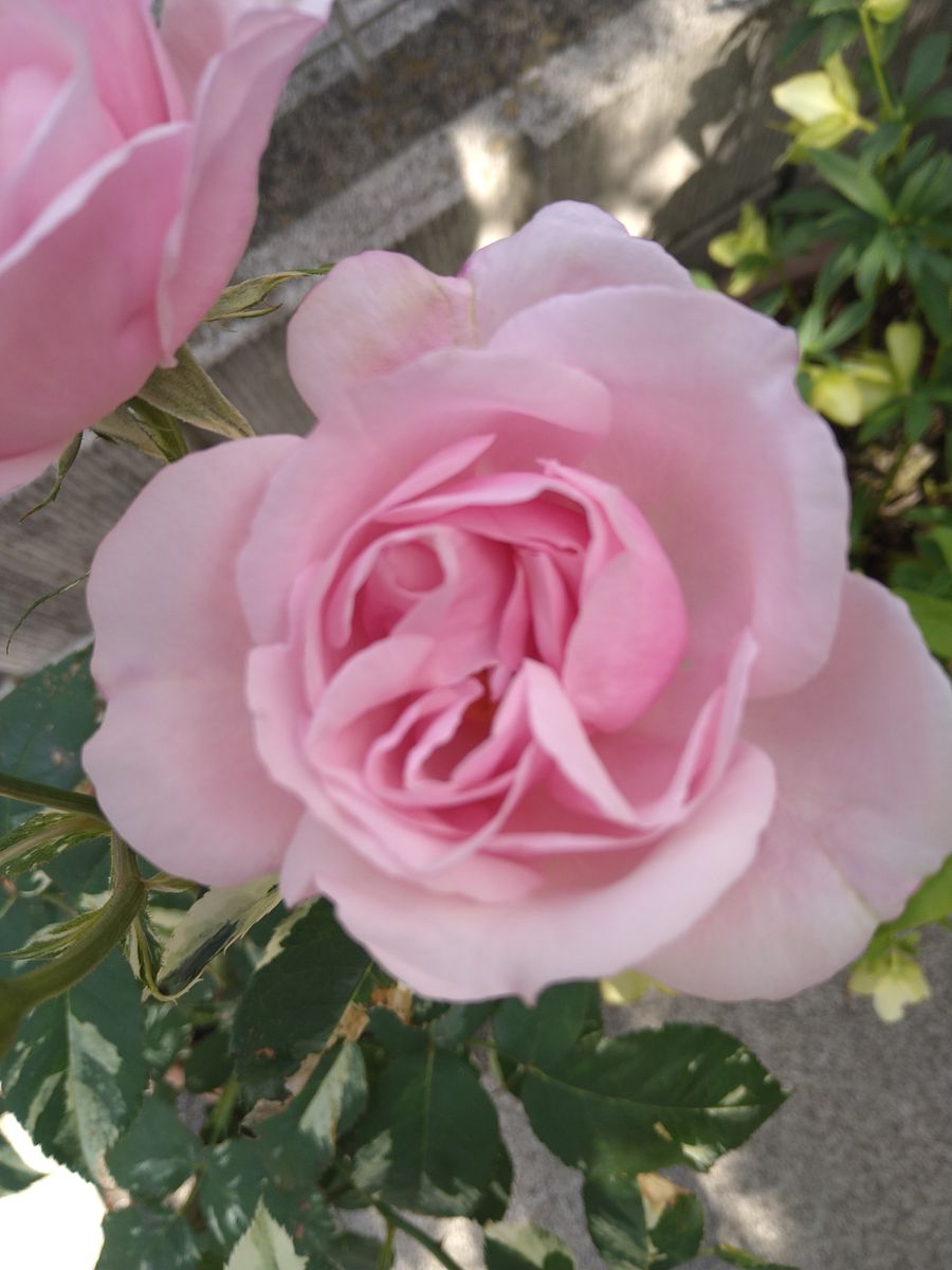 我が家の薔薇②