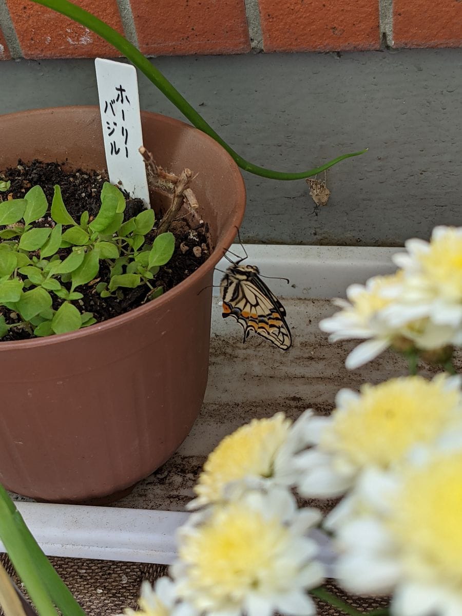 ベランダの草花たちと