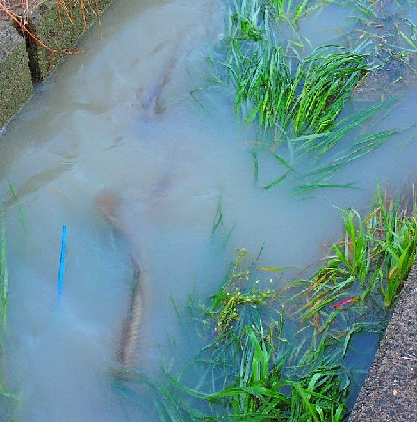 用水路に鯉の群れ