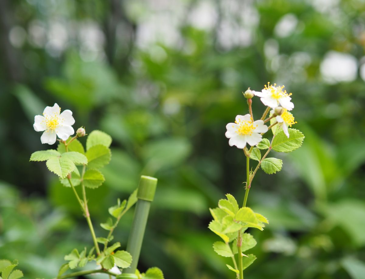 いただいた野ばらとセッコクの開花