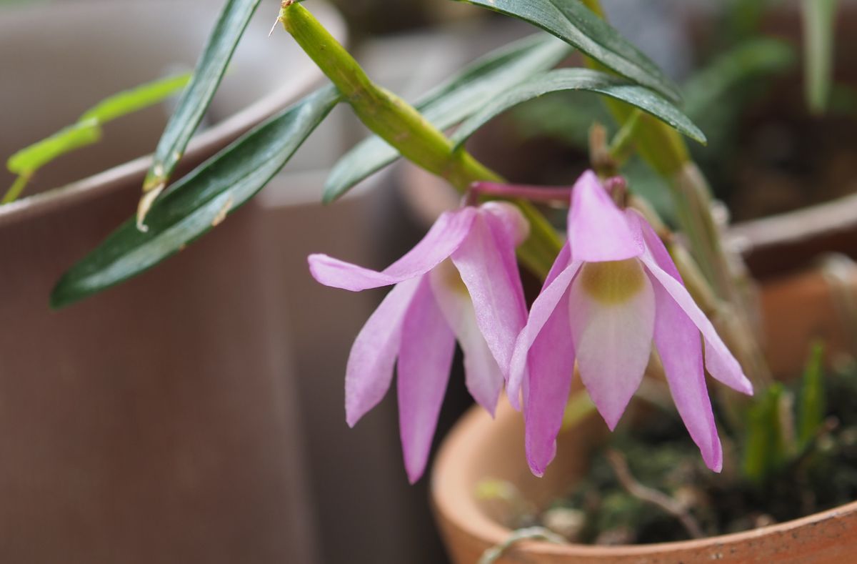 いただいた野ばらとセッコクの開花