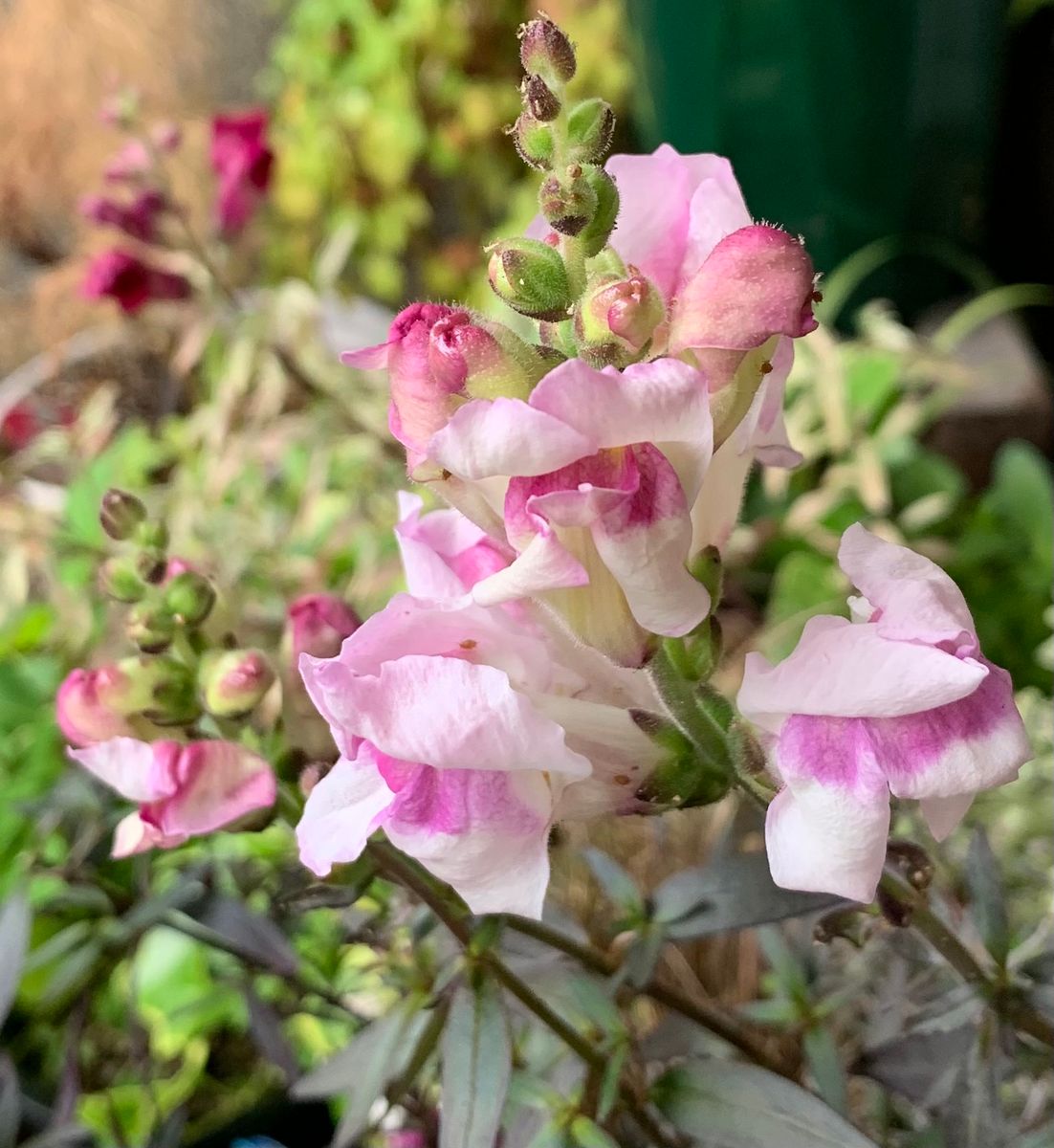 今日の花