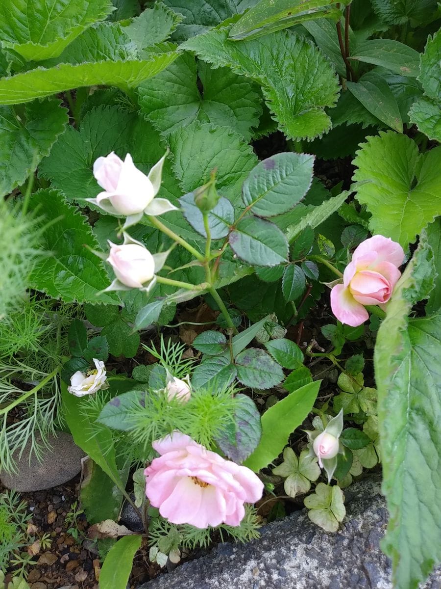 花壇の雑草とミニ薔薇🌹②