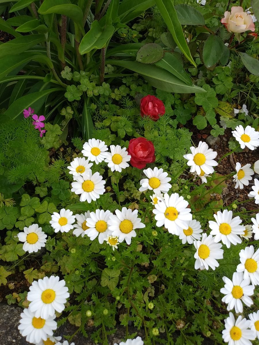 花壇の雑草とミニ薔薇🌹②