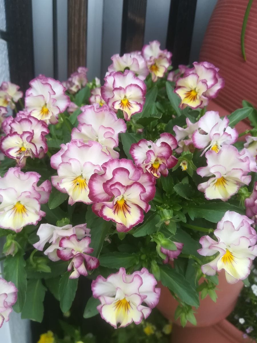 我が家の花🌼今日の様子