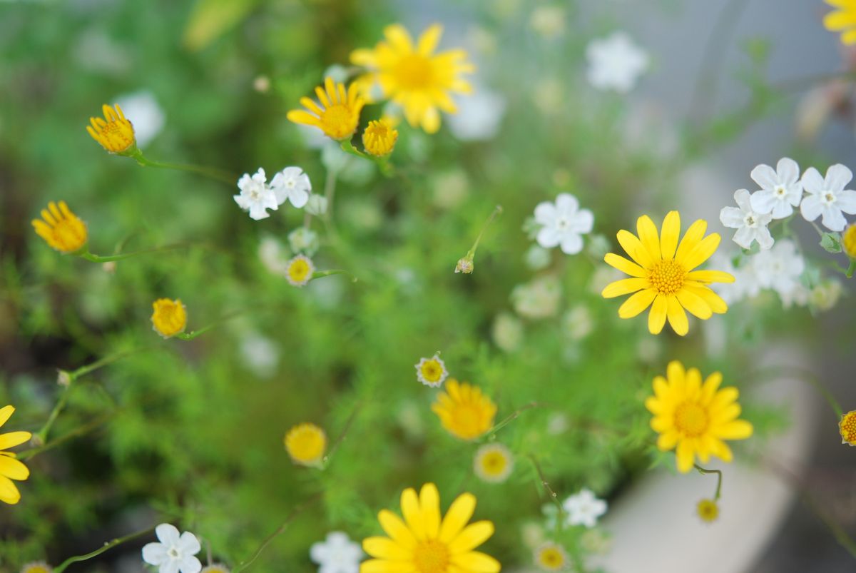 小さなお花たち