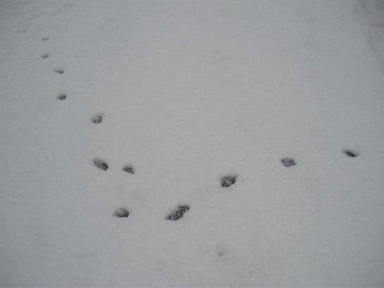 白い寒い雪が舞う