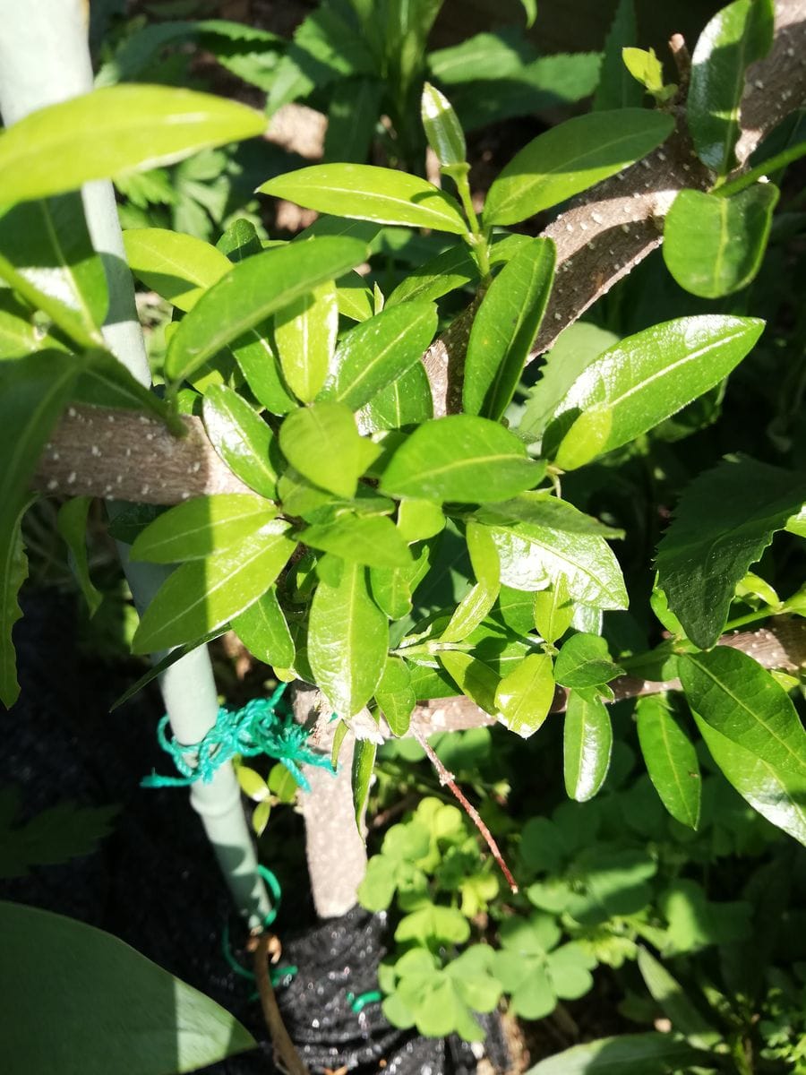 強風突然の大雨。トマト🍅。アセロラ。葡萄🍇。