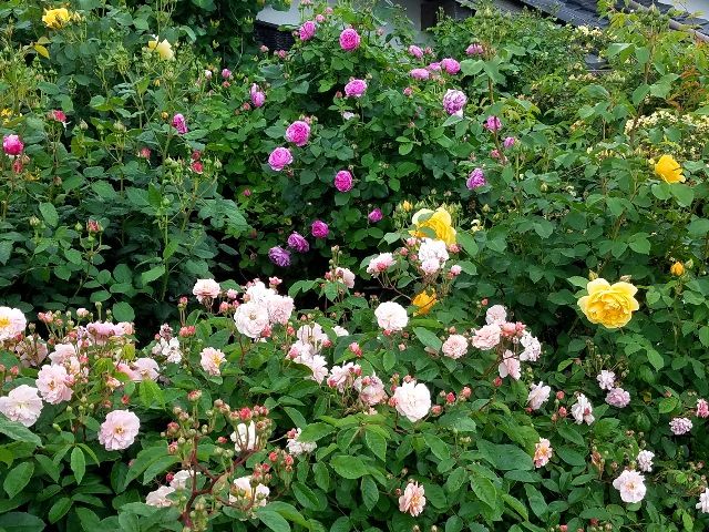 今日のバラの庭③