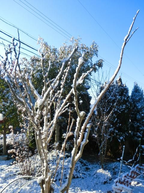 雪の朝