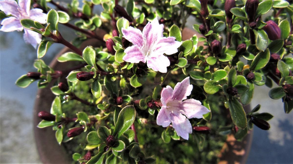 盆栽の花-斑入り香丁花(コウチョウゲ)