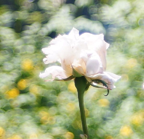 オールドレンズで花を撮る。～FDマウントレンズ