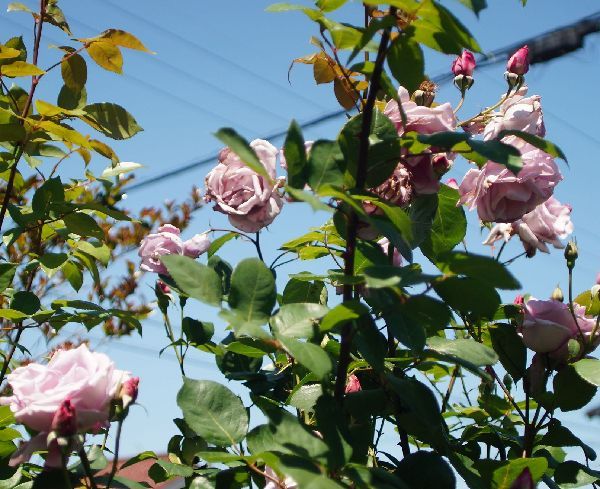 オールドレンズで花を撮る。～FDマウントレンズ