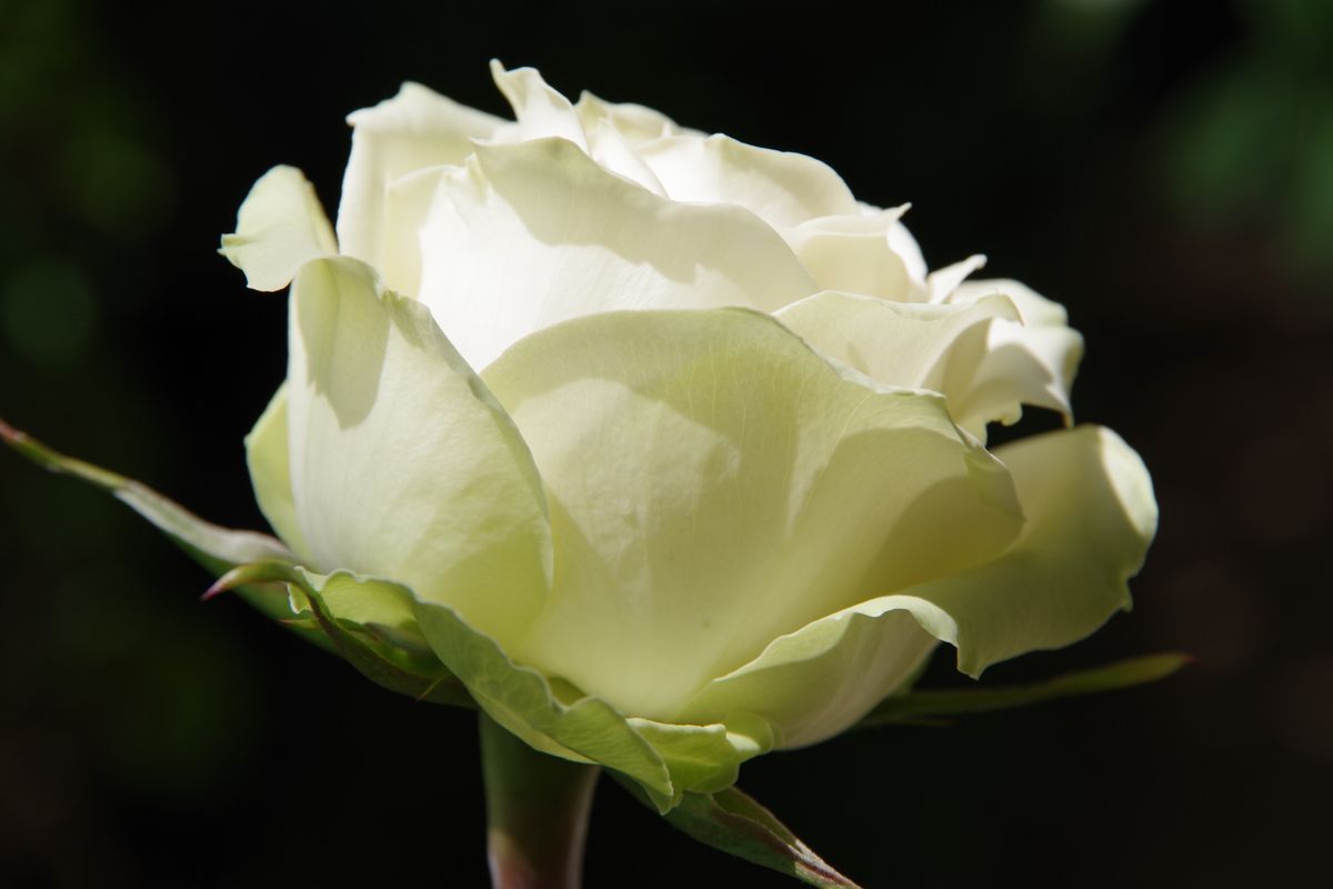 5月3日　今日の薔薇の様子