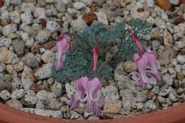 高山植物および北方系植物