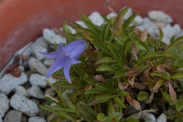 高山植物および北方系植物