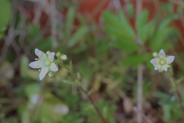 高山植物および北方系植物