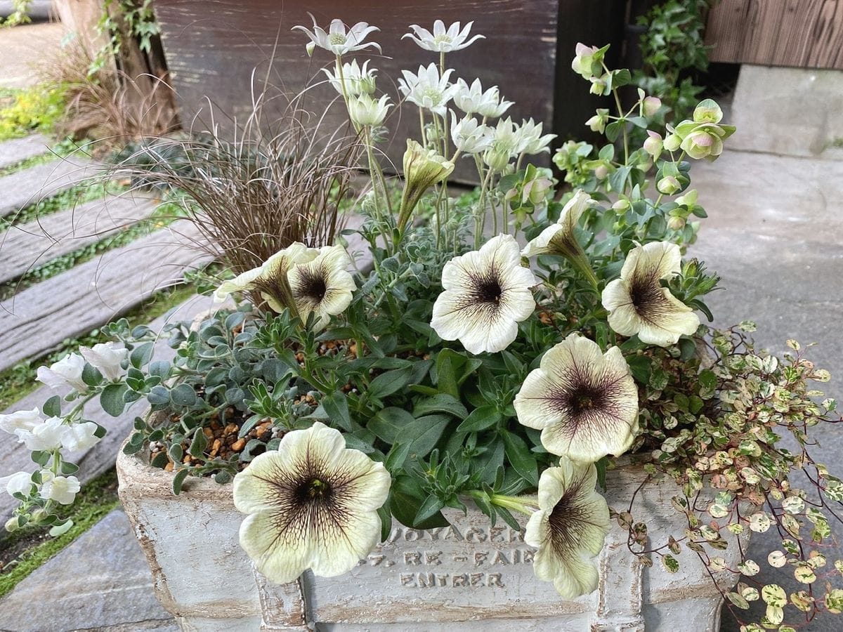 寄せ植え作りました🍀